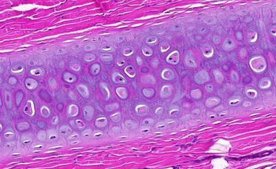 Microscopic view of cartilage tissue