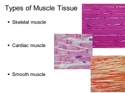 Types of muscle tissue