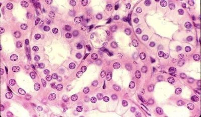 Simple cuboidal epithelium