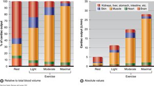 Distribution of cardiac output during exercise