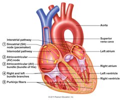 Anatomy of the heart showing conduction system