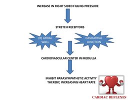 Atrial reflex pathway