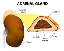 Adrenal gland anatomy