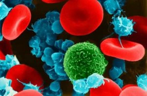Microscopic view of blood cells: erythrocytes, leukocytes, and platelets