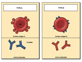 Blood types A and B: antigens and antibodies