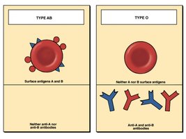 Blood types AB and O: antigens and antibodies