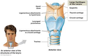 Larynx anatomy