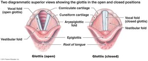 Vocal cords anatomy