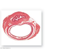 Trachea and esophagus anatomy