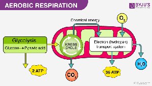 Aerobic respiration diagram