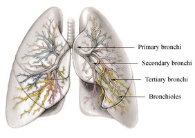 Bronchial tree and alveoli
