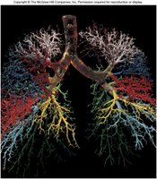 Bronchiole histology