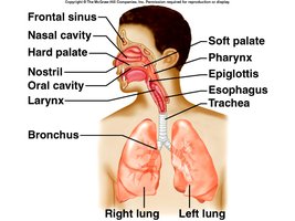 Anatomy of the respiratory system