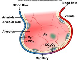 Alveolar gas exchange diagram