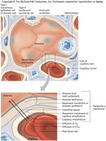 Respiratory membrane structure