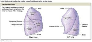 Lung lobes and structure