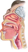 Sagittal section of upper respiratory tract