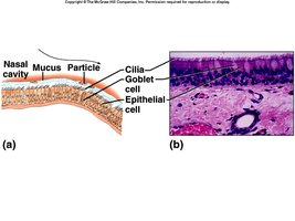 Mucous and cilia in nasal cavity