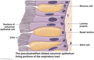 Pseudostratified ciliated columnar epithelium