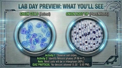 Cheek cells and onion root tip microscopy