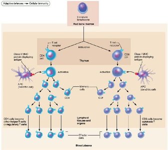 Major types of T cells