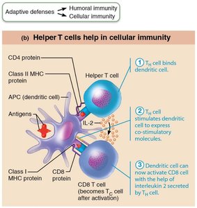 Helper T cells activate CD8 cells with interleukin 2