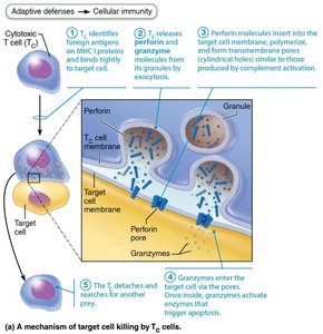 Mechanism of target cell killing by cytotoxic T cells