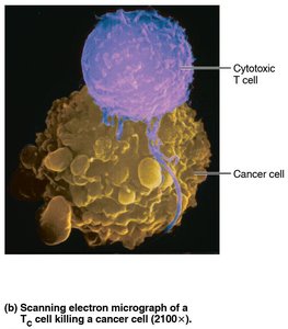 Cytotoxic T cell killing a cancer cell