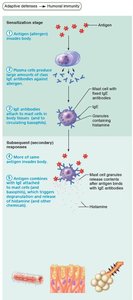 Mechanism of an acute allergic response