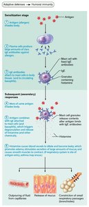 Mechanism of an acute allergic response