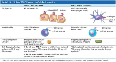 Role of MHC Proteins in Cellular Immunity