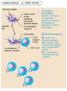 Antigen presentation and double recognition by T cells