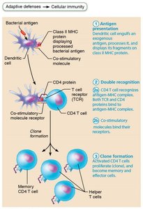Clone formation of T cells after activation