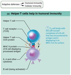 Helper T cells help in humoral immunity