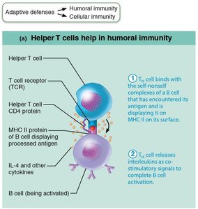 Helper T cells release interleukins for B cell activation