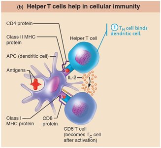 Helper T cells help in cellular immunity