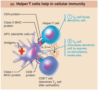 Helper T cells stimulate dendritic cells to express co-stimulatory molecules