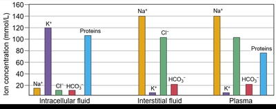 Ion concentrations in body fluid compartments