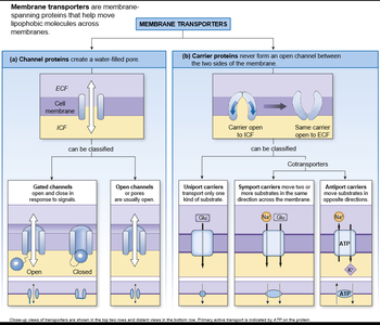 Channel vs. carrier protein classification