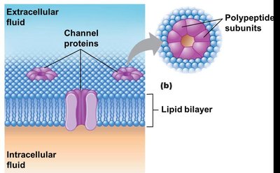 Channel protein structure in membrane