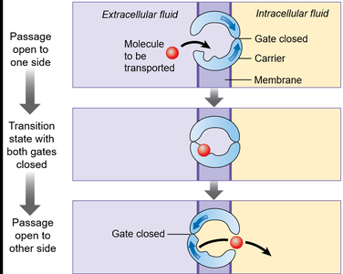 Carrier protein mechanism