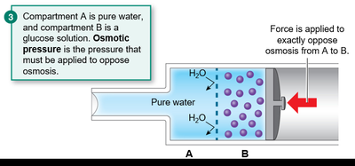 Osmotic pressure opposing osmosis
