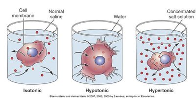 Tonicity: isotonic, hypotonic, and hypertonic solutions