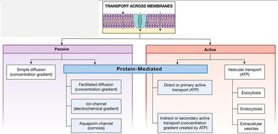 Map of passive and active transport mechanisms