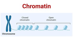 Chromatin structure showing closed and open chromatin