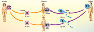 Sex determination and inheritance of X and Y chromosomes