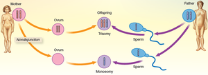 Effects of nondisjunction: trisomy and monosomy