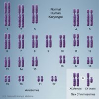 Normal human karyotype showing autosomes and sex chromosomes