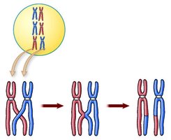 Crossing-over between homologous chromosomes