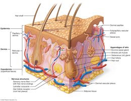Diagram of skin structure showing epidermis, dermis, hypodermis, and associated structures